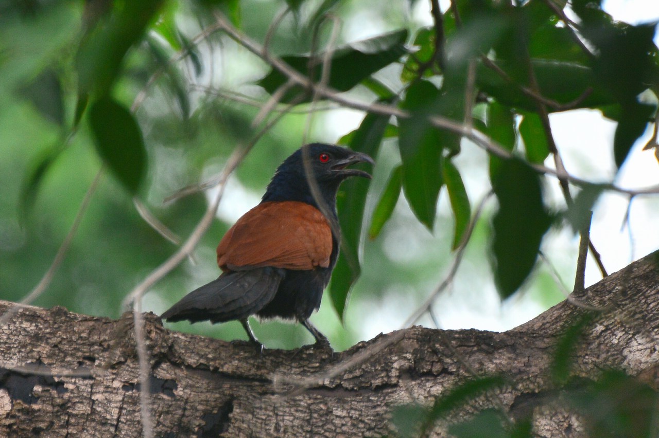 Centropus sinensis intermedius Centropus sinensis intermedius